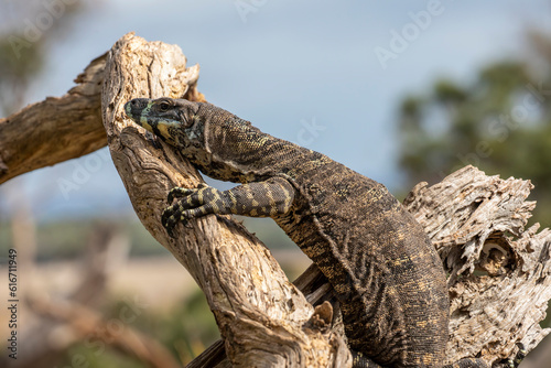 Fotografi The lace monitor (Varanus varius) is a member of the monitor lizard family native to eastern Australia