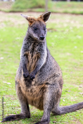 The swamp wallaby (Wallabia bicolor) is a small macropod marsupial of eastern Australia. 
The typical grey coat of the macropods varied with a dark brown to black region on the back.