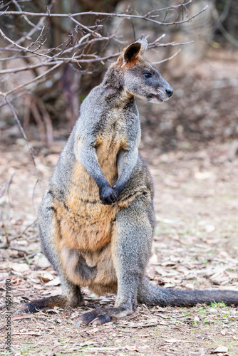 The swamp wallaby (Wallabia bicolor) is a small macropod marsupial of eastern Australia. 
The typical grey coat of the macropods varied with a dark brown to black region on the back.