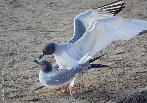 Swallow tailed Gulls mating photo