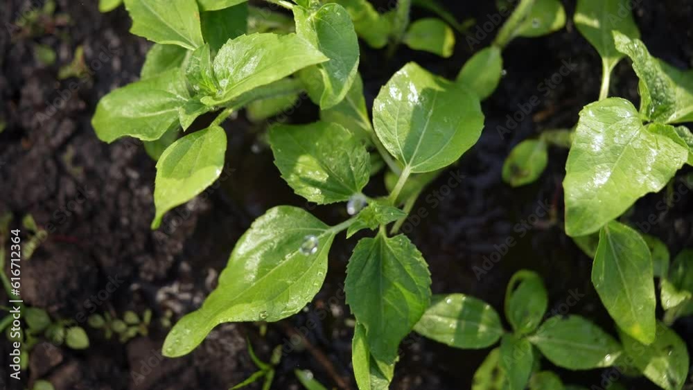 agriculture irrigation. green a sunflower plant irrigation water drops. agriculture business concept. crop sunflower plant sprinkled with water sunset. irrigation plantation sprouts green farm plant agriculture irrigation. green a sunflower plant irrigation water drops. agriculture business concept. crop sunflower plant sprinkled with water sunset. irrigation plantation sprouts green farm plant