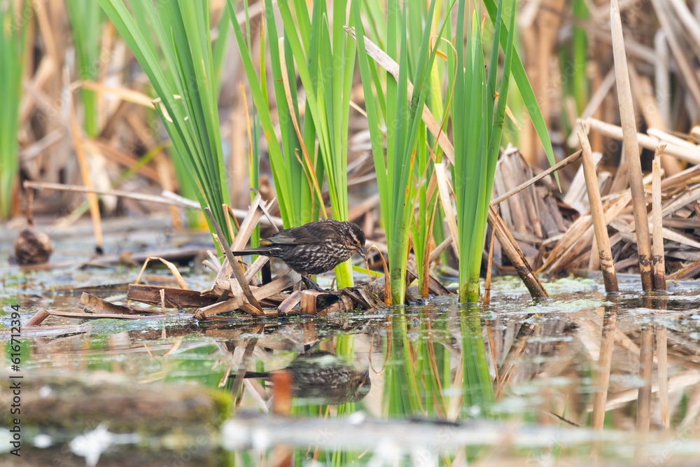Saltmarsh sparrow seen in profile perched on reeds in the Léon-Provancher marsh during a summer morning, Neuville, Quebec, Canada Saltmarsh sparrow seen in profile perched on reeds in the Léon-Provancher marsh during a summer morning, Neuville, Quebec, Canada