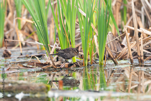 Saltmarsh sparrow seen in profile perched on reeds in the Léon-Provancher marsh during a summer morning, Neuville, Quebec, Canada