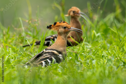 Beautiful bird family.Two common Hoopoe(Upupa epops) exciting perching together on thin wooden branch over green bokeh background in wild nature.