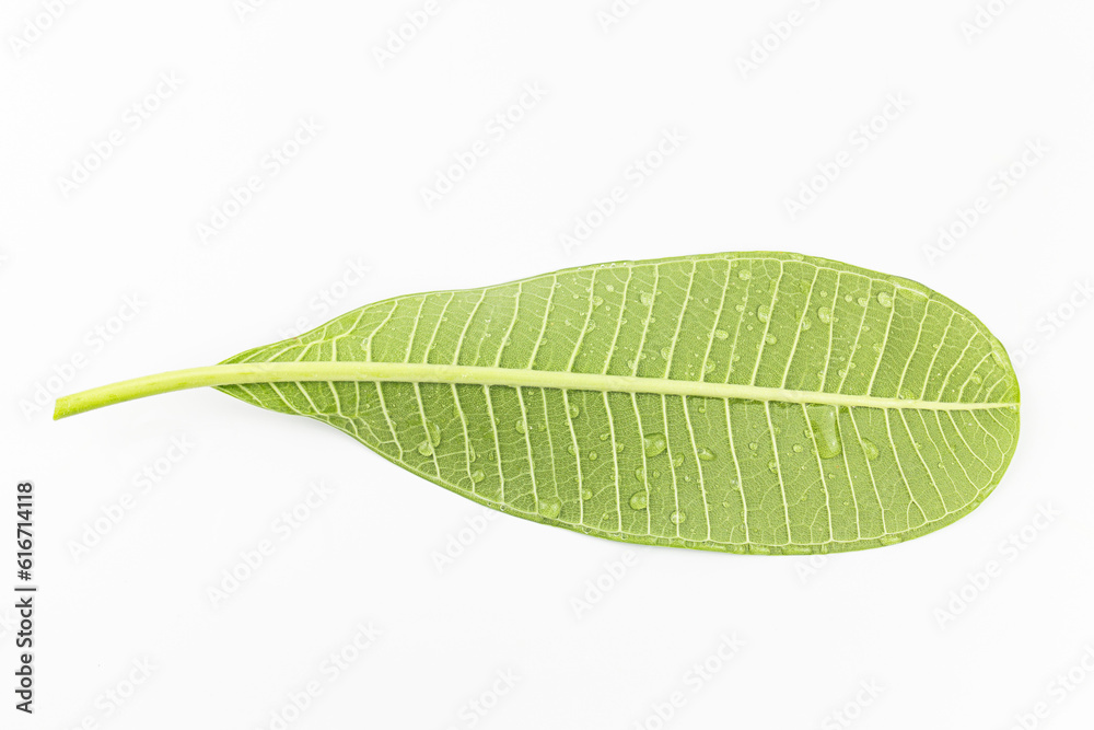 Obraz premium Frangipani leaves isolated on white background with clipping path.