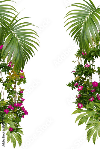 flowers plant frame isolated