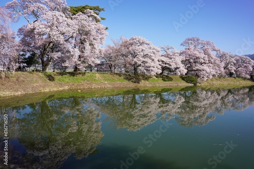 六道堤の桜並木