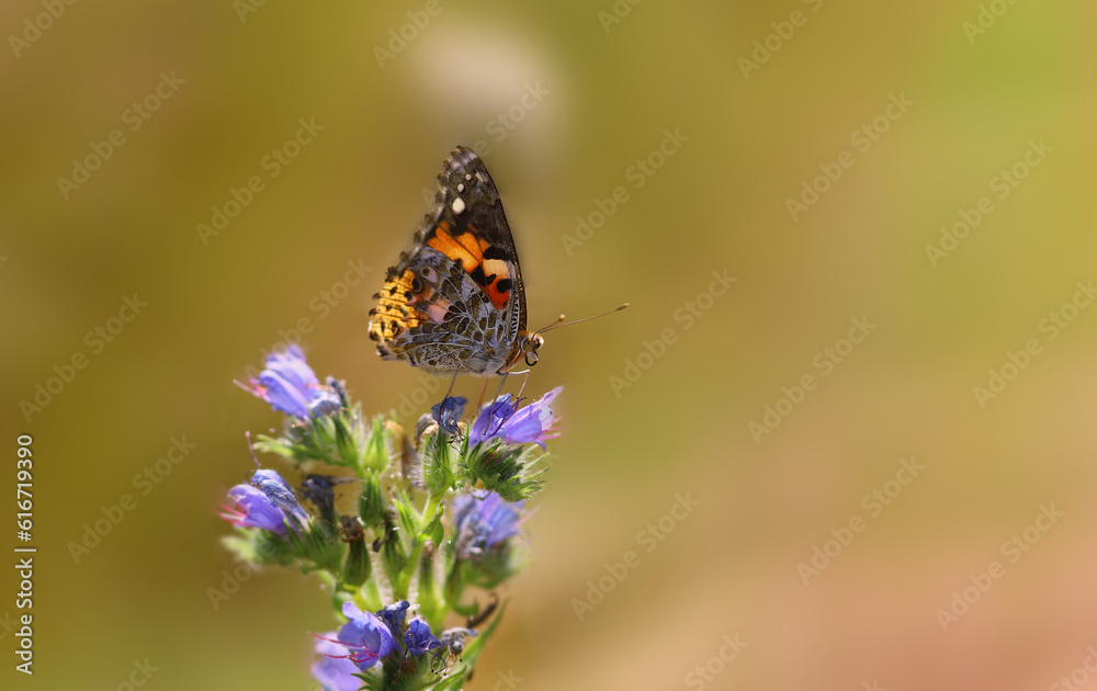 A beautiful multicolored swallowtail butterfly on a lilac wild flower, on a blurred yellow background.....