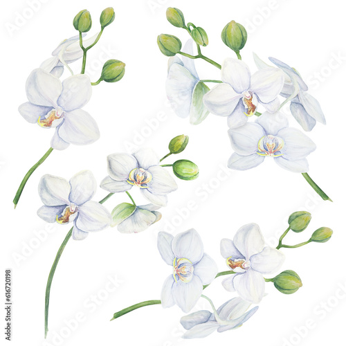 Set of white orchid flower elements. Delicate realistic botanical watercolor hand drawn illustration. Clipart for wedding invitations, decor, textiles, gifts, packaging and floristry.