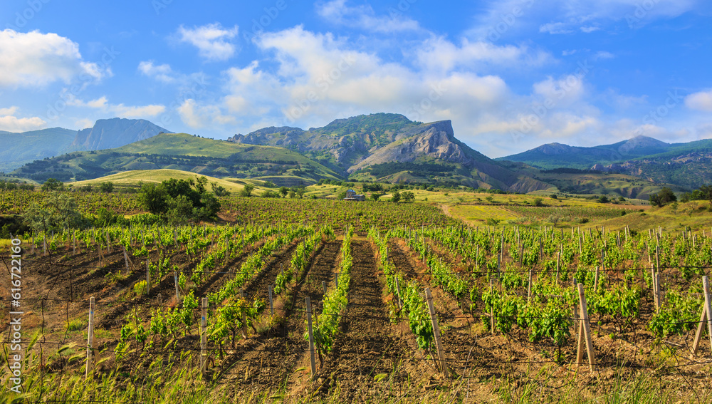 Vineyard on a field near the mountains
