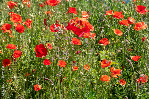 Klatschmohn