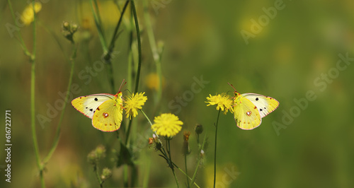 White-yellow beautiful butterflies on yellow wildflowers.....