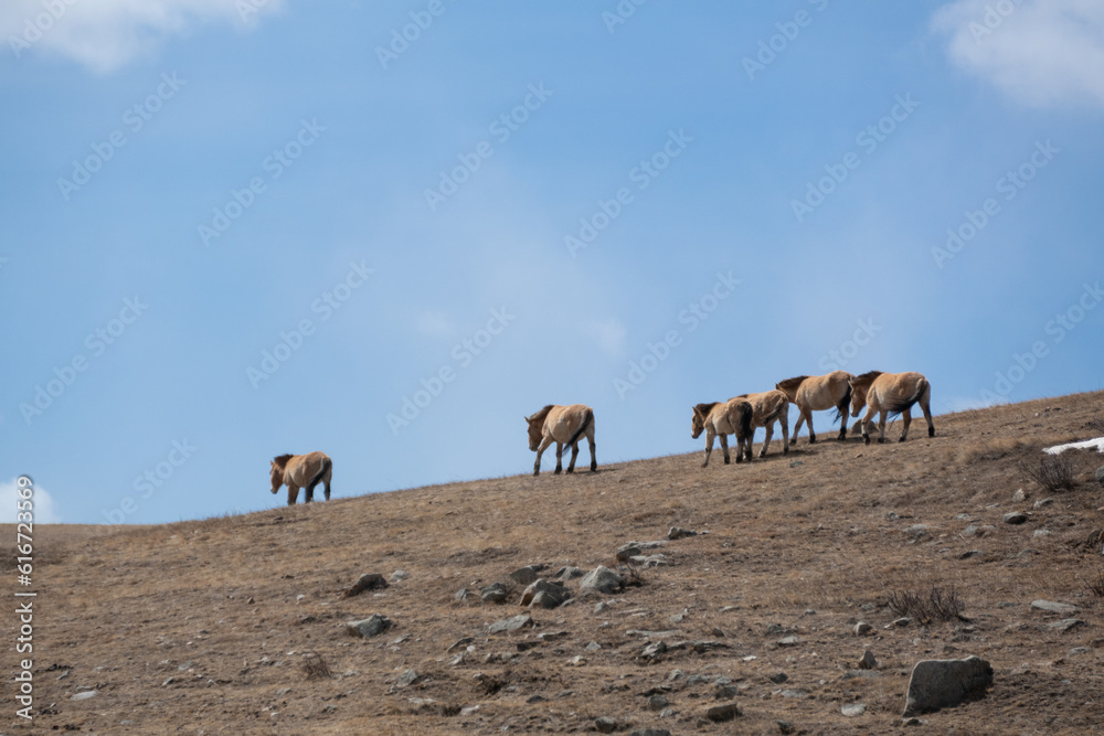 Przewalski horses are roaming free in Hustai National Park, Mongolia