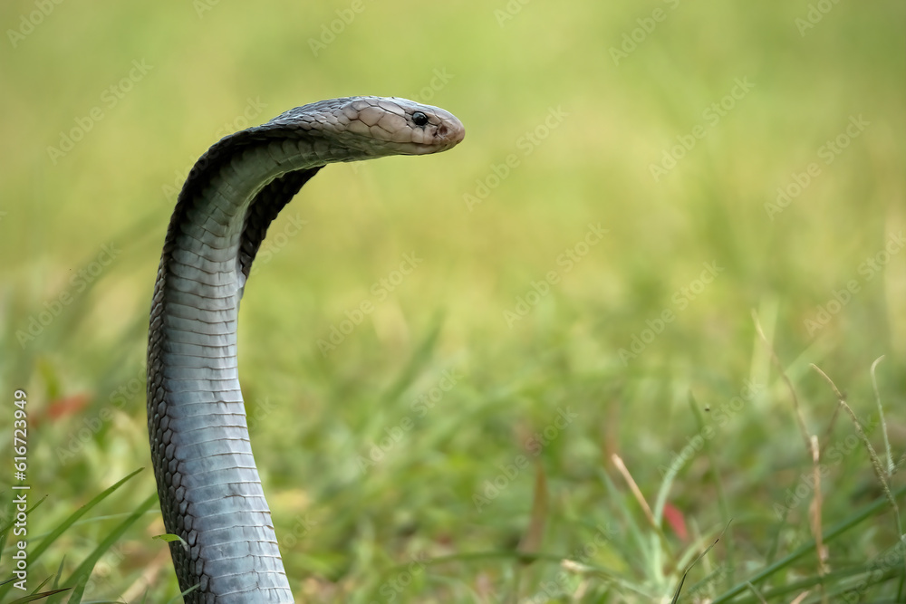 Obraz premium snake in grass