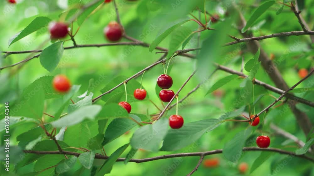 Red cherries on trees, ripe berries with green leaves. Summer fruit harvest Red cherries on trees, ripe berries with green leaves. Summer fruit harvest