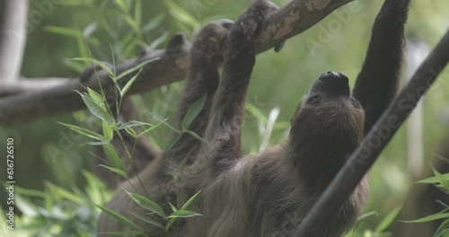 Slothful Grace: Capturing the unhurried charm of a southern two-toed sloth as it leisurely navigates a branch in its lush rainforest habitat photo