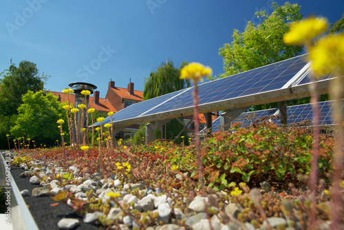 Green roof garden with blue solar panels. Sedum green roof with photovoltaic panels.