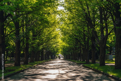 Street lined with gingko trees in Hokkaido university, Sapporo, Japan