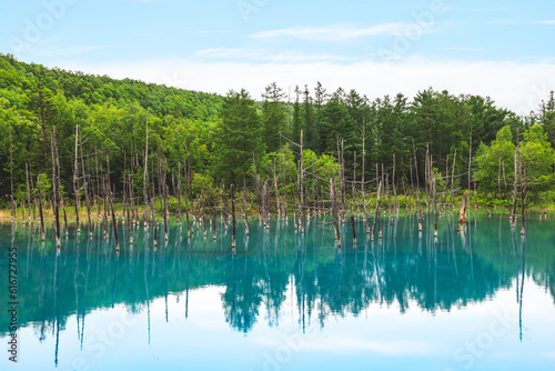 Scenery of Biei Blue Pond in Hokkaido  Japan