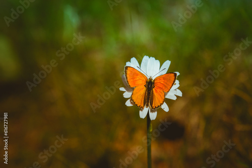 Un papillon Scarce copper de type Lycaena hippothoe orange en gros plan vu de dessus sur une marguerite blanche photo