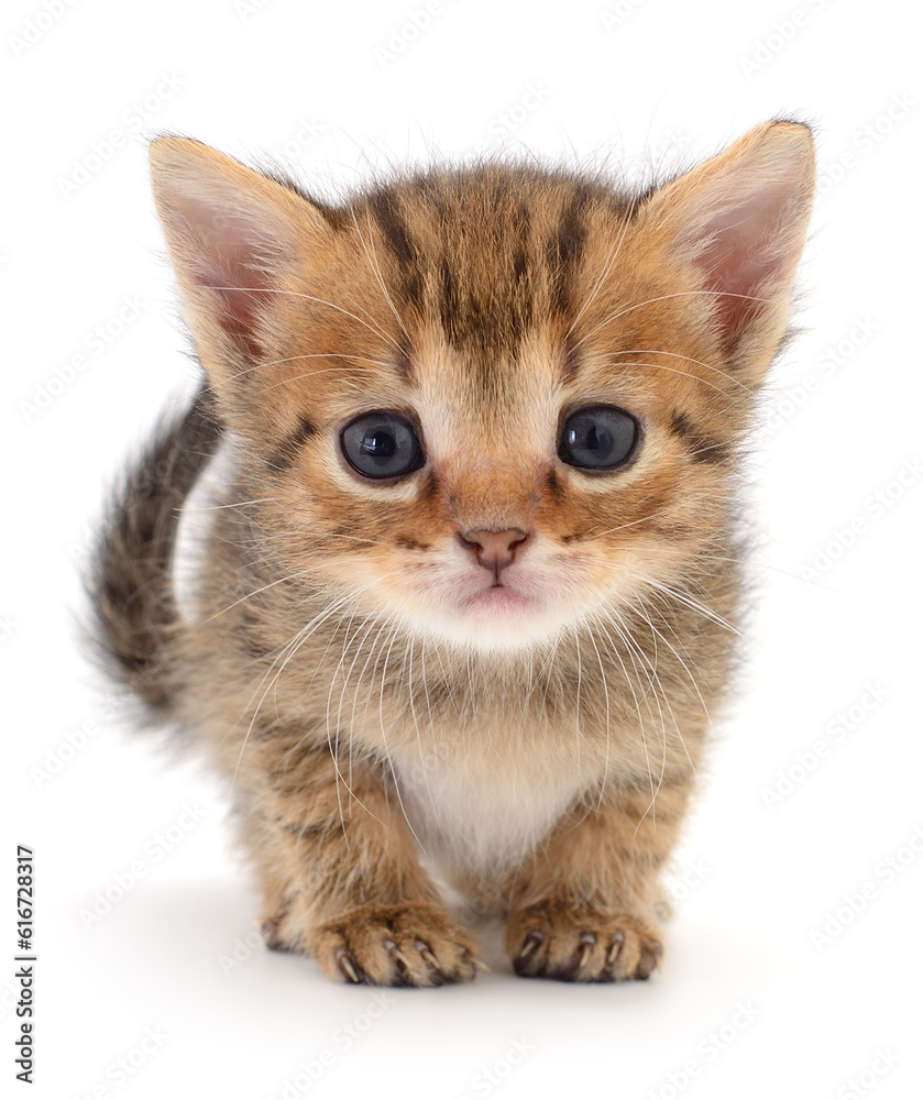 Kitten on white background. Kitten on white background.