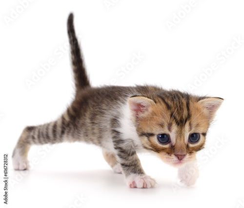 Kitten on white background.