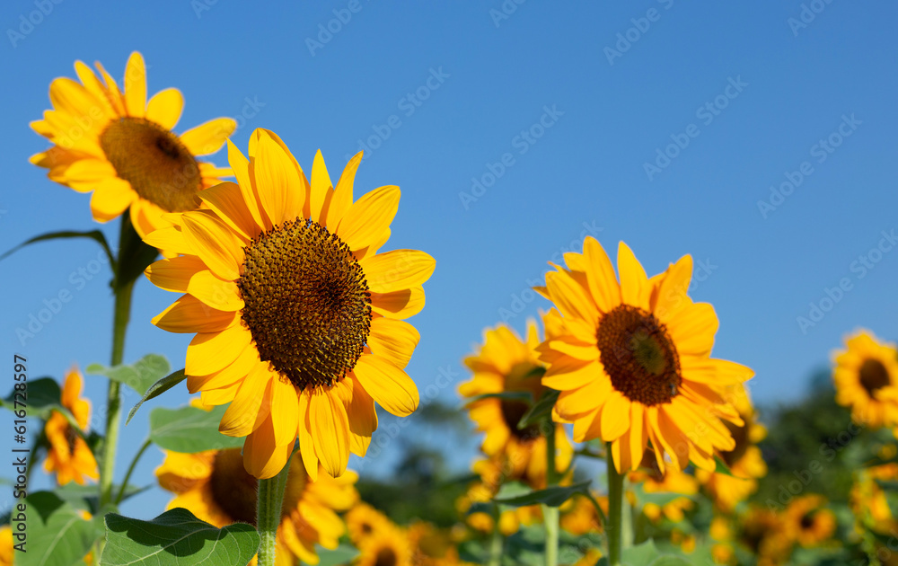 Sunflower field with blue sky. Beautiful summer landscape.