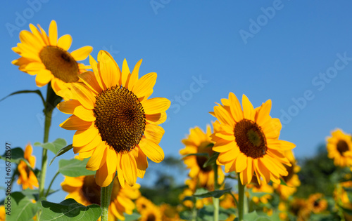 Sunflower field with blue sky. Beautiful summer landscape. © Bowonpat