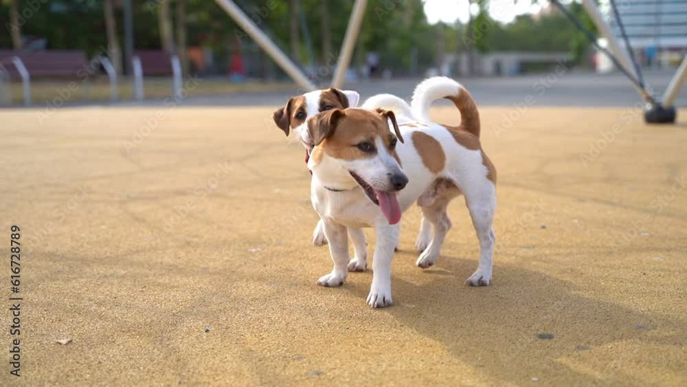 Tolerance theme. younger dog chews on the collar and attacks the older one. The elder patiently accepts and tolerates the naughty one. family dogs behavior video footage. dogs walking outside Tolerance theme. younger dog chews on the collar and attacks the older one. The elder patiently accepts and tolerates the naughty one. family dogs behavior video footage. dogs walking outside