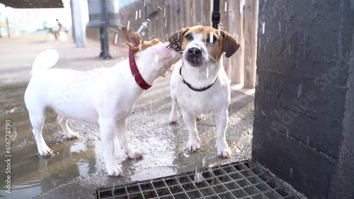 two dogs Jack Russells terriers funny drinking water from a public drinking bowl fountain. aggressively catch a jet, get angry. Summer in city video footage photo