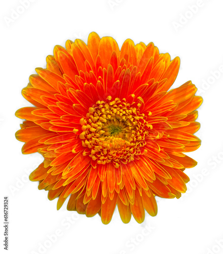 Chrysanthemum flower on white background isolated