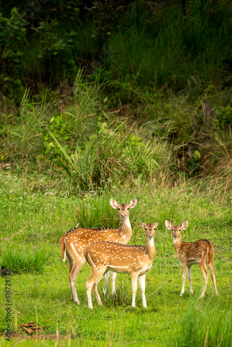 Fototapeta Naklejka Na Ścianę i Meble -  wild spotted deer or chital or axis deer family side profile in herd or group with curious face expression in natural scenic green background at bandhavgarh national park forest madhya pradesh india