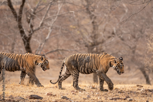 Two wild male bengal tiger or panthera tigris cubs walking side profile body covered in mud coming out of sludge in hot and dry summer season ranthambore national park forest resereve rajasthan india