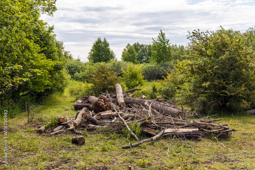  Heap with cut down trees. Tree sawdust. Cleaning dry woods or dry branches.