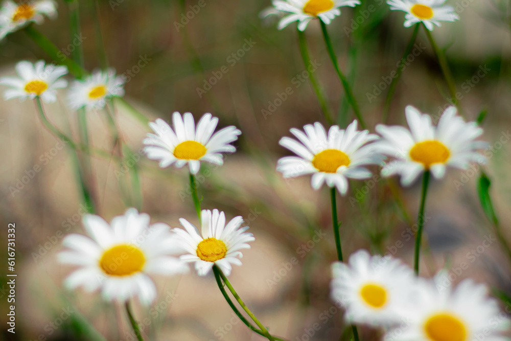 daisies in a meadow daisies in a meadow