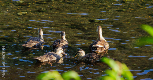 A family of young spot-billed ducks that have just shed their down © Sepe44