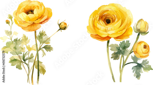 Yellow ranunculus clipart, isolated vector illustration.