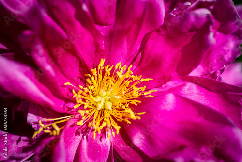 Makroaufnahme einer rosa Bl  te mit gelbem Staubbl  ttern der Gemeinen Pfingstrose Paeonia im Sonnenlicht