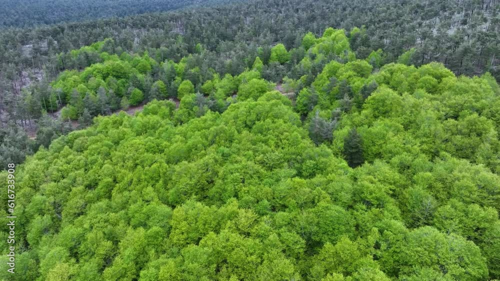 Beech forest in the Port of Piqueras. Land of Cameros. Sierra Cebollera Natural Park. The Rioja. Spain. Europe Beech forest in the Port of Piqueras. Land of Cameros. Sierra Cebollera Natural Park. The Rioja. Spain. Europe
