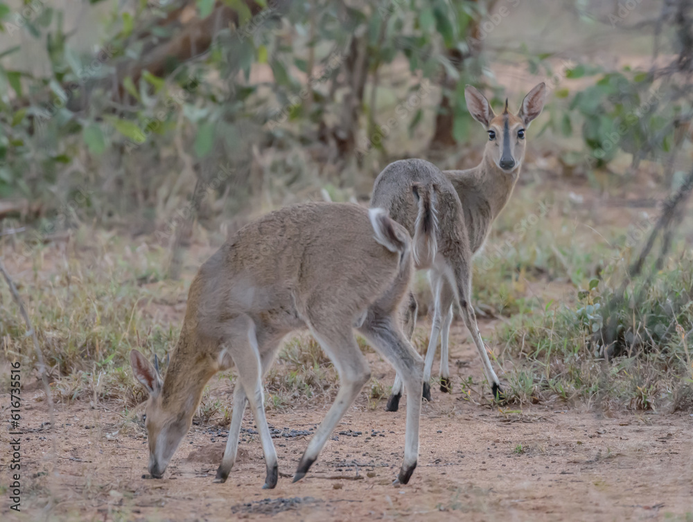Fototapeta premium The common duiker (Sylvicapra grimmia), also known as the gray duiker or bush duiker, is a small antelope and the only member of the genus Sylvicapra.