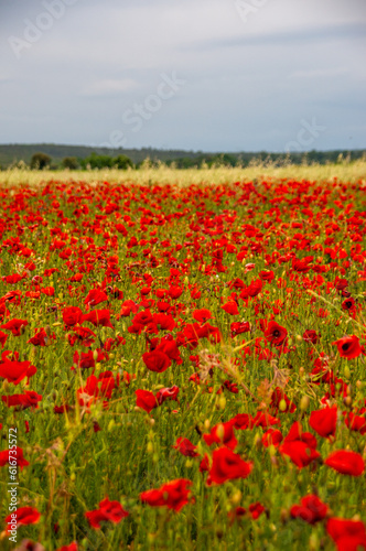 Crimson Symphony: A Field of Poppies in Southern France