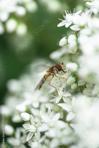 Lavendel & Bienen © johnesorge