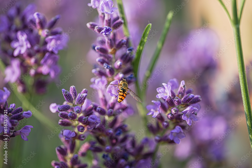 Obraz premium Lavendel & Bienen