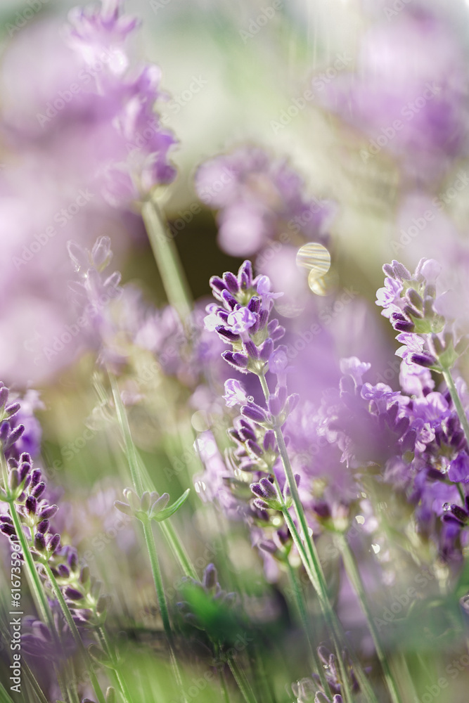 Naklejka premium Lavendel & Bienen