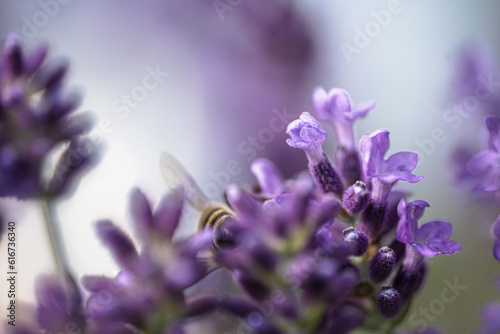 Lavendel & Bienen © johnesorge