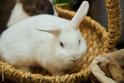 A small home decorative rabbit is sitting in a wicker basket.
