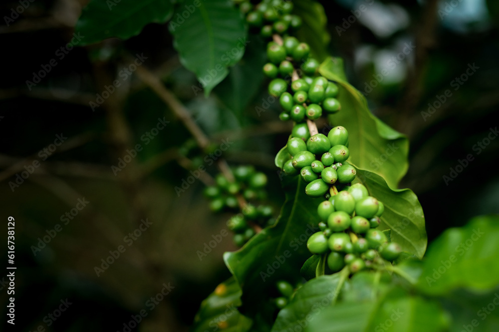 The Growth of the Coffee Berry. Growing coffee berries to produce high quality coffee beans The Growth of the Coffee Berry. Growing coffee berries to produce high quality coffee beans