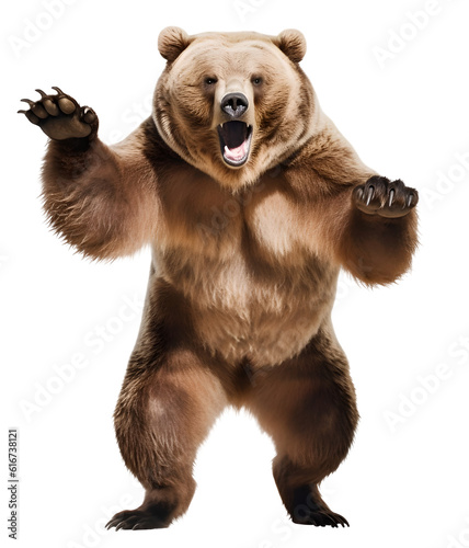 dangerous grizzly bear ready to attack, isolated background. Generative Ai © FP Creative Stock