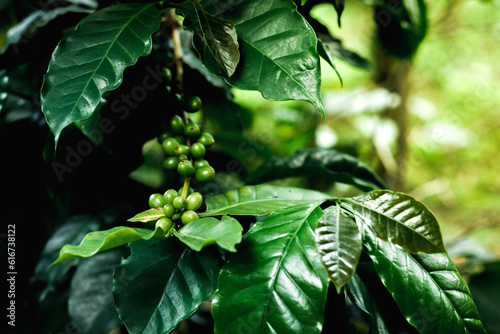 The Growth of the Coffee Berry. Growing coffee berries to produce high quality coffee beans