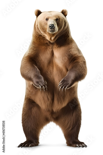 grizzly bear standing on two legs, isolated background. Generative Ai photo